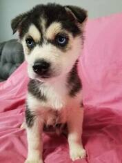 Siberian Husky Puppy for sale in CORNELIA, GA, USA