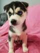 Small Photo #1 Siberian Husky Puppy For Sale in CORNELIA, GA, USA