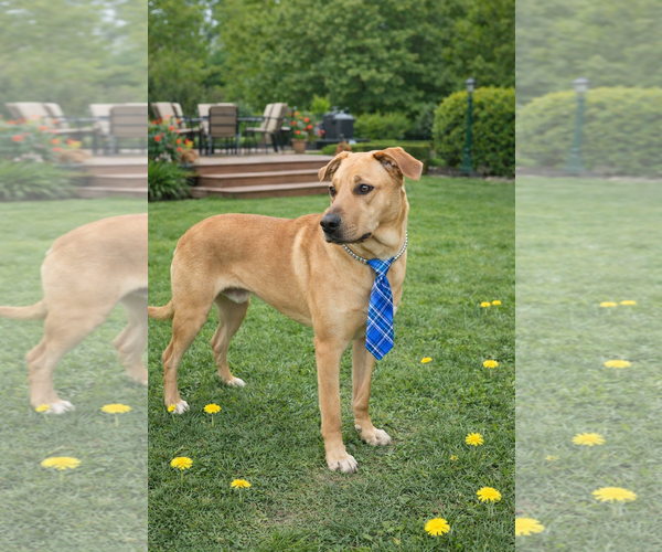 Medium Photo #4 Golden Retriever-Unknown Mix Puppy For Sale in Mt. Laurel, NJ, USA