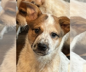 Australian Cattle Dog Puppy for sale in NEWPORT, DE, USA