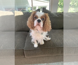 Father of the Cavalier King Charles Spaniel puppies born on 08/10/2019