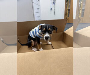Swiper - Male Mutt Dog for Adoption - Photo #5