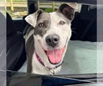 Small #6 American Pit Bull Terrier Mix