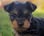 Puppy Purple Yorkshire Terrier