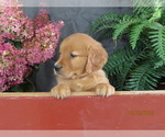 Kim - Female Golden Retriever Puppy for Sale - Photo #5