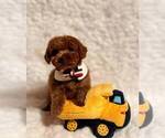 Small #1 Poodle (Toy)