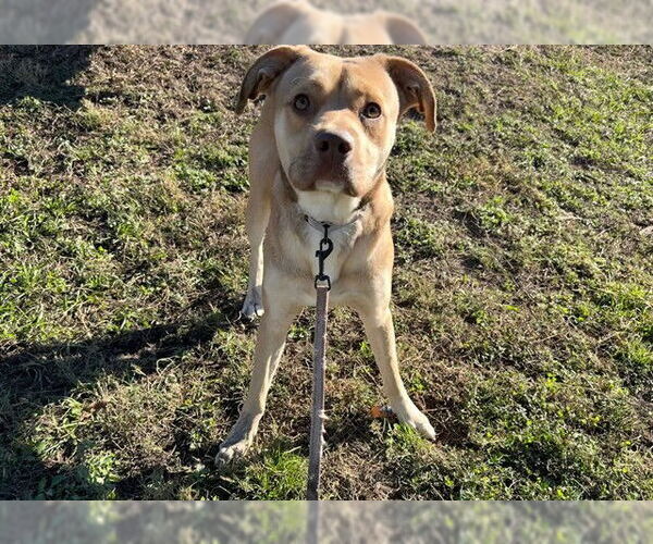 Medium Photo #2 Carolina Dog-Unknown Mix Puppy For Sale in Ocala, FL, USA