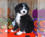 Small Photo #9 Sheepadoodle Puppy For Sale in ASPERMONT, TX, USA