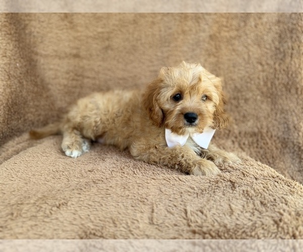 Medium Photo #2 Cavapoo (Miniature) Puppy For Sale in LAKELAND, FL, USA