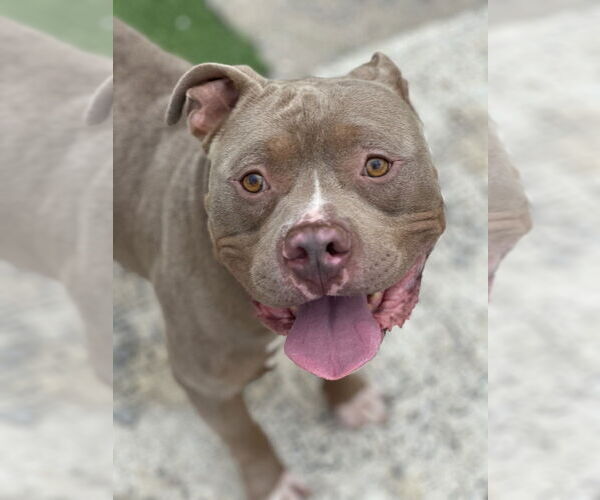 Medium Photo #3 American Pit Bull Terrier Puppy For Sale in Evansville, IN, USA