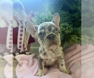 French Bulldog Puppy for sale in COCOA, FL, USA