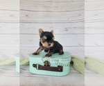 Small Photo #2 Yorkshire Terrier Puppy For Sale in ORCHARDS, WA, USA