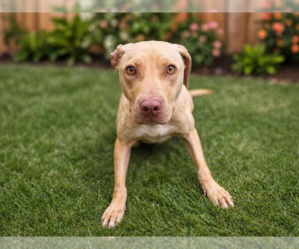 Medium Photo #2 Mutt Puppy For Sale in Rockwall, TX, USA