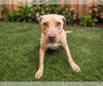 Small #1 Mutt