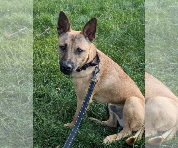 Medium Photo #10 Mutt Puppy For Sale in Omaha, NE, USA