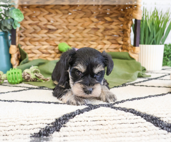 Medium Photo #6 Schnauzer (Miniature) Puppy For Sale in SYRACUSE, IN, USA