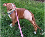 Small #1 Mutt