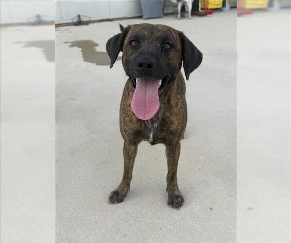 Medium Photo #3 Black Mouth Cur Puppy For Sale in Mobile, AL, USA