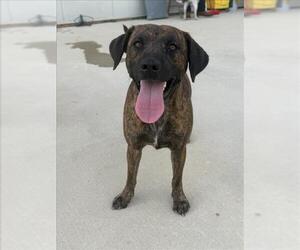 FOXY - Female Black Mouth Cur Dog for Adoption - Photo #3