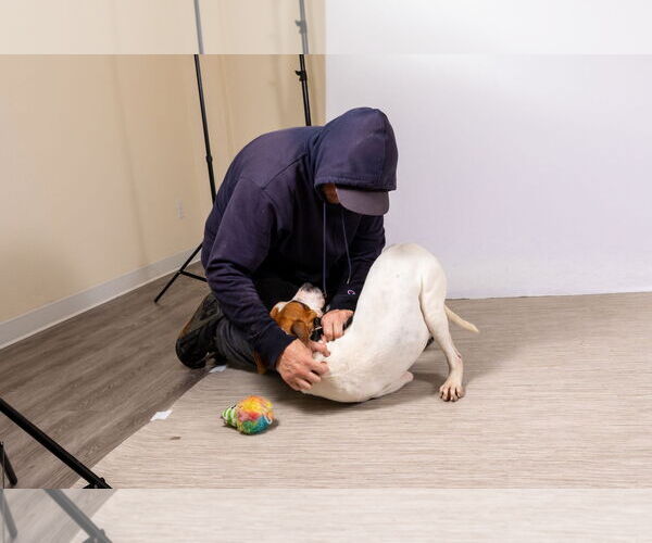 Medium Photo #11 Mutt Puppy For Sale in Rowlett, TX, USA