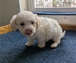 Small #2 Bichpoo