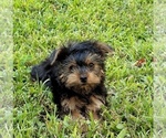 Image preview for Ad Listing. Nickname: Jasper