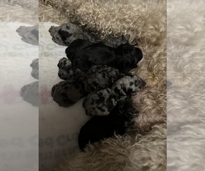 Poodle (Standard) Puppy for sale in CROCKER, MO, USA