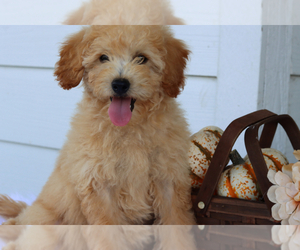 Goldendoodle Puppy for sale in ITASCA, TX, USA