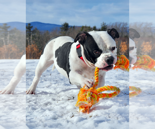 Medium Photo #4 Bulldog Puppy For Sale in Westminster, MA, USA