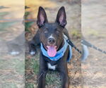 Small #2 Labrador Retriever Mix