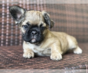 French Bulldog Puppy for sale in NEWTON, NJ, USA