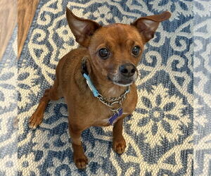 Chihuahua-Unknown Mix Dogs for adoption in Batavia, OH, USA