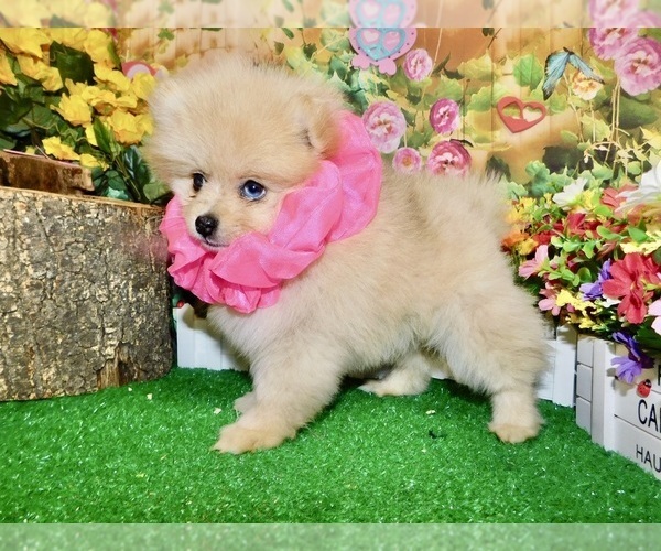 Medium Photo #2 Pomeranian Puppy For Sale in HAMMOND, IN, USA