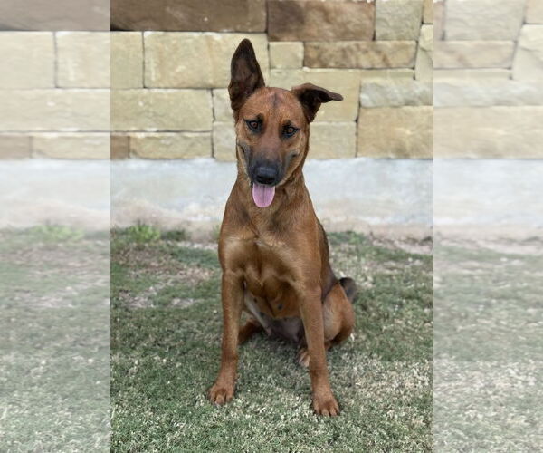 Medium Photo #3 Mutt Puppy For Sale in PIPE CREEK, TX, USA