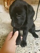 Small Photo #8 Labrador Retriever Puppy For Sale in RENO, NV, USA