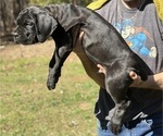 Small Photo #4 Cane Corso Puppy For Sale in RURAL HALL, NC, USA