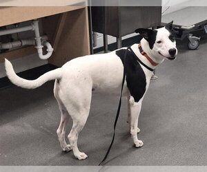 Labrador Retriever Dogs for adoption in Corpus Christi, TX, USA