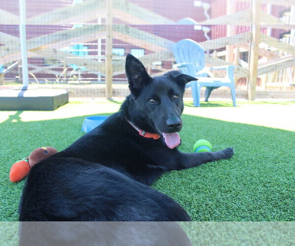 Medium Photo #2 German Shepherd Dog-Unknown Mix Puppy For Sale in Chestertown, MD, USA