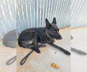 Dutch Shepherd -German Shepherd Dog Mix Dogs for adoption in Imlay City, MI, USA