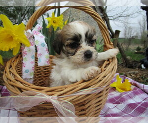 Zuchon Puppy for sale in SHILOH, OH, USA