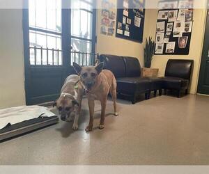 German Shepherd Dog-Unknown Mix Dogs for adoption in Pasadena, CA, USA