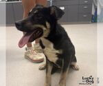 Small #1 Labrador Retriever Mix