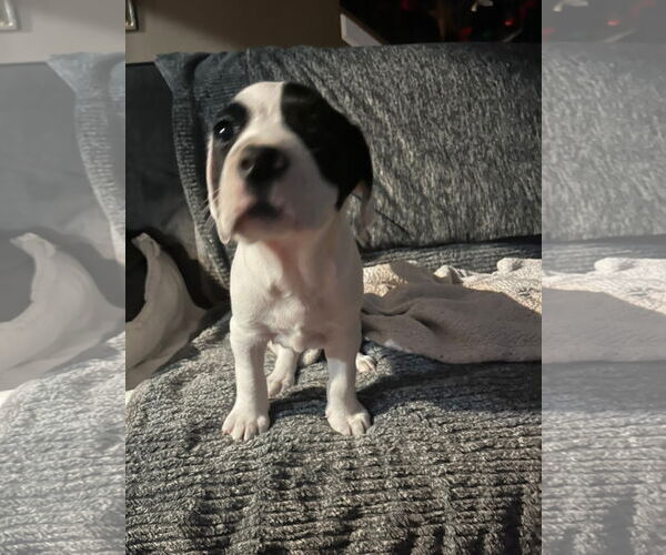 Medium Photo #3 Mutt Puppy For Sale in Germantown, OH, USA