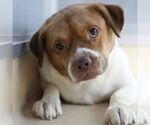 Small Photo #2 American Staffordshire Terrier-Unknown Mix Puppy For Sale in San Antonio, TX, USA