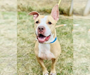 Mutt Dogs for adoption in Manahawkin, NJ, USA