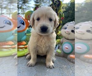 Golden Retriever Puppy for sale in NEOLA, WV, USA