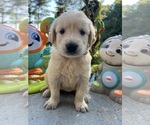 Image preview for Ad Listing. Nickname: AKC Golden Retr