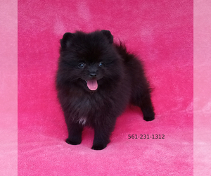 Pomeranian Puppy for sale in WEST PALM BEACH, FL, USA