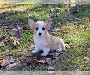 Pembroke Welsh Corgi Puppy for sale in CLARK, MO, USA