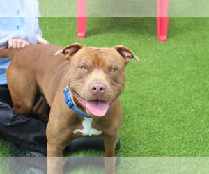 Ford - Male Mutt Dog for Adoption - Photo #4